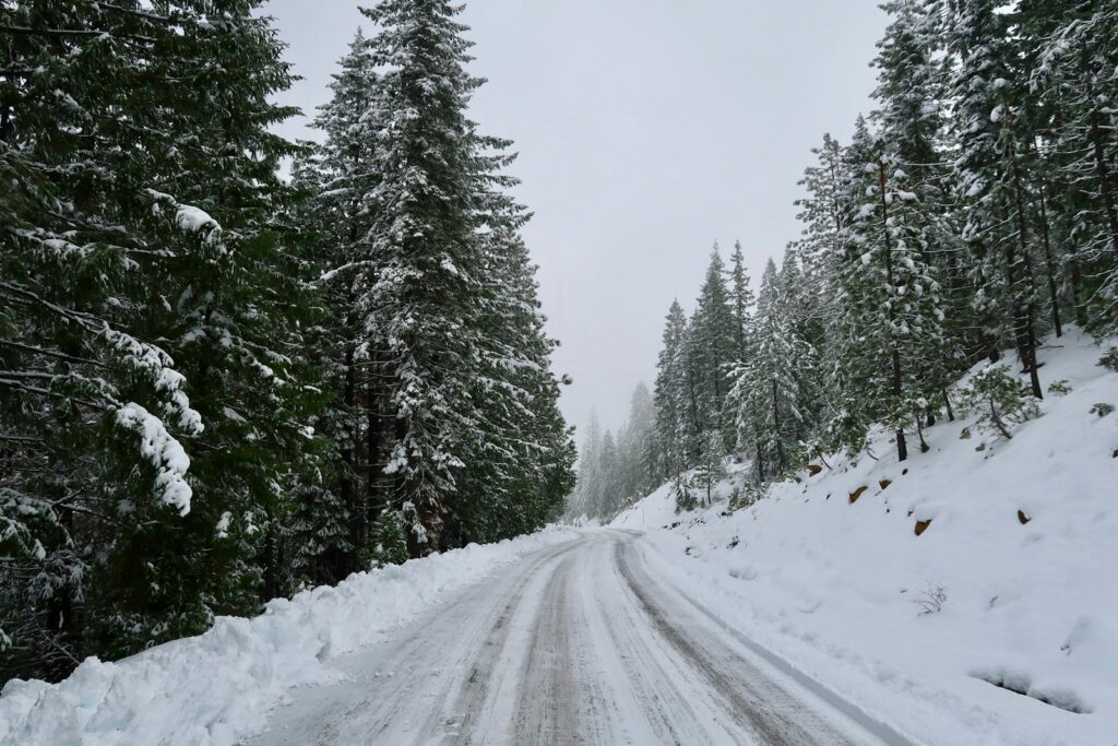 roadway coated by snow surrounded by trees