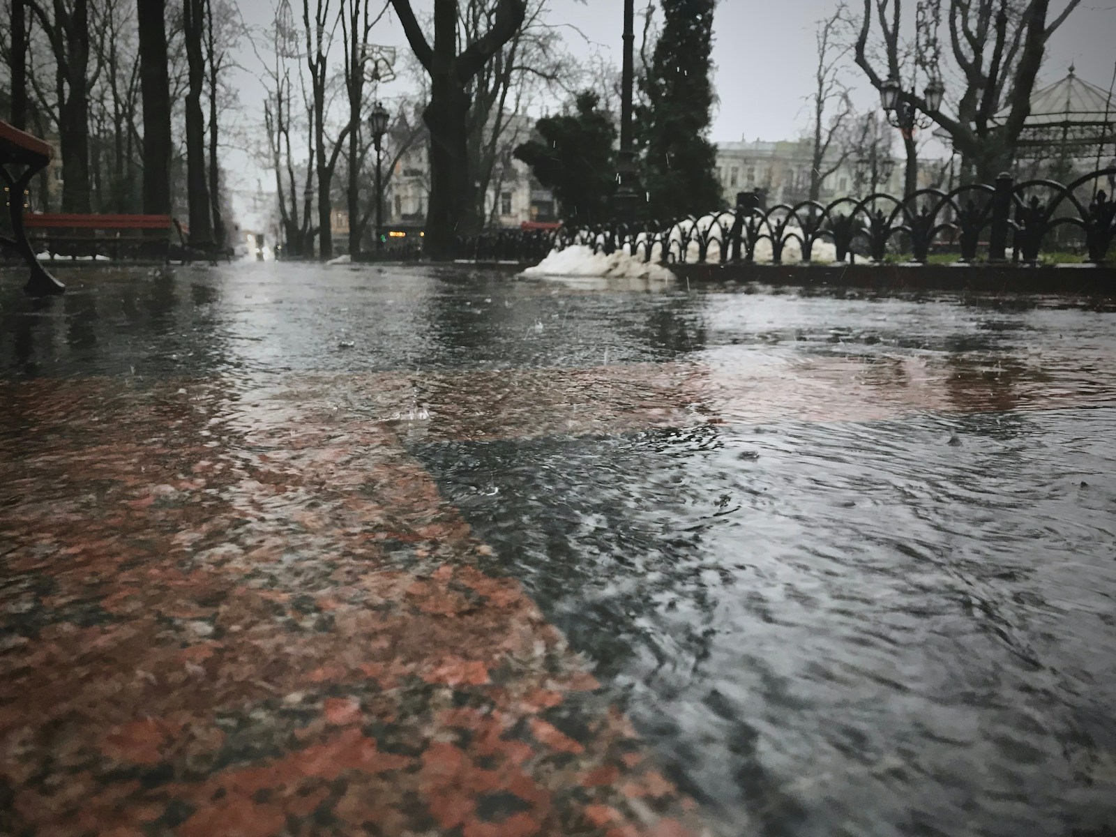 flooded trees and black metal fence at daytime